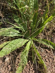 Hypochaeris maculata