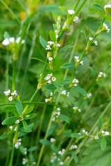 Polygonum aviculare