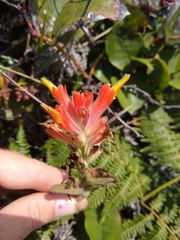 Castilleja litoralis
