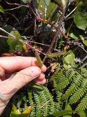 Castilleja litoralis