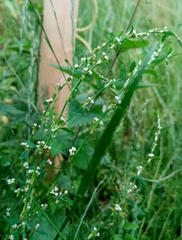 Polygonum aviculare
