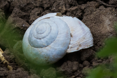 Oreohelix