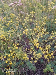 Bupleurum scorzonerifolium