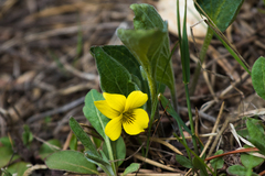Viola praemorsa