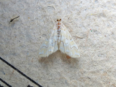 Elophila icciusalis