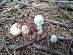 Agaricus smithianus