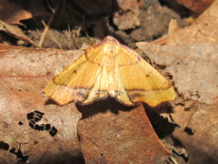 Plagodis phlogosaria