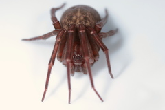 Megadictyna thilenii