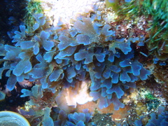 Dictyota phlyctaenodes