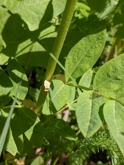 Astragalus americanus