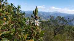 Trembleya parviflora