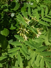 Astragalus americanus