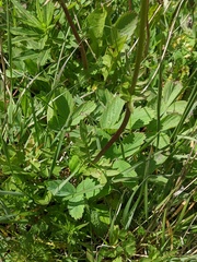 Valeriana dioica