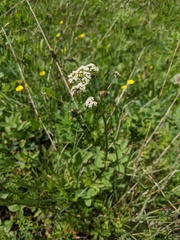 Valeriana dioica