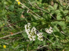 Valeriana dioica