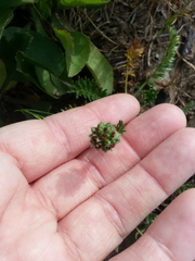 Acaena pinnatifida