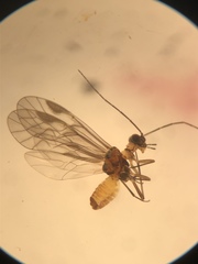 Elipsocus hyalinus