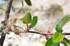 Cercocarpus fothergilloides
