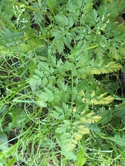 Anthriscus sylvestris