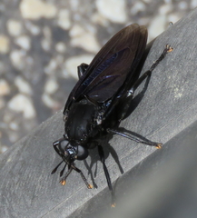 Mydidae
