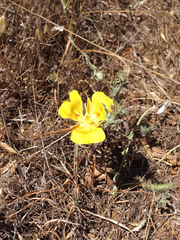 Calochortus luteus
