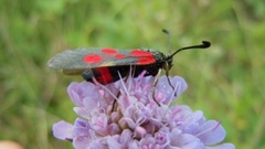 Zygaena cynarae