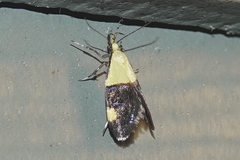 Oecophora bractella
