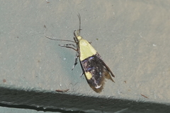 Oecophora bractella