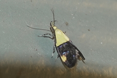 Oecophora bractella
