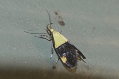 Oecophora bractella
