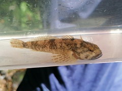 Cottus perifretum