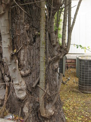 Umbonia crassicornis