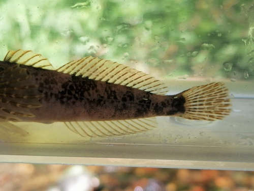 Chabot Bullhead