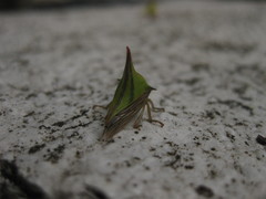 Umbonia crassicornis