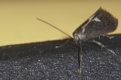 Polix coloradella