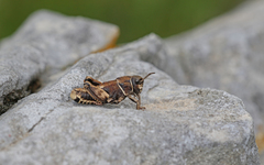 Nocaracris bulgaricus