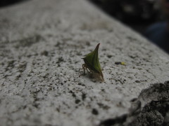 Umbonia crassicornis