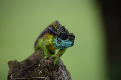 Trioceros hanangensis