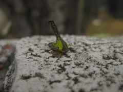 Umbonia crassicornis