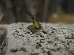 Umbonia crassicornis