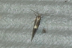 Polix coloradella