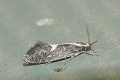 Polix coloradella