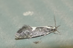 Polix coloradella