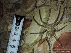 Heteropodinae