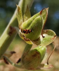 Horvathiolus superbus