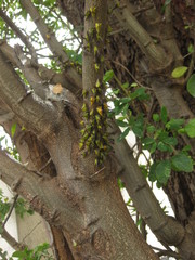 Umbonia crassicornis