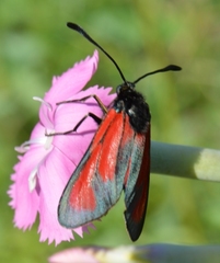 Zygaena erythrus