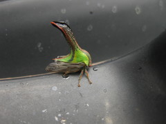 Umbonia crassicornis