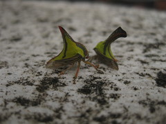 Umbonia crassicornis