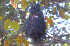 Tolmomyias sulphurescens